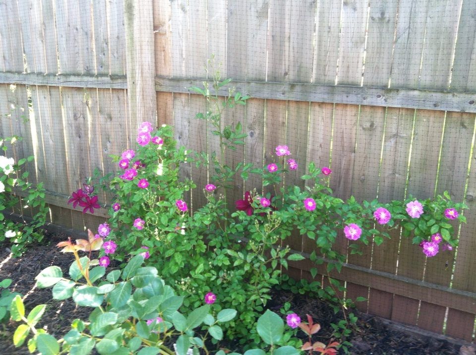 photo 10409736_10152147190892285_4992027397717347788_n.jpg